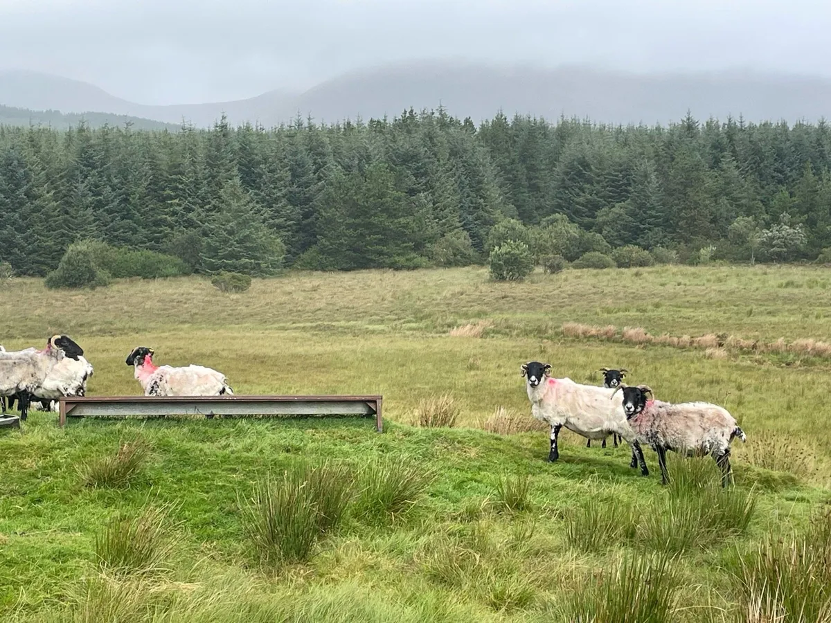 4and 5 year old ewes - Image 2