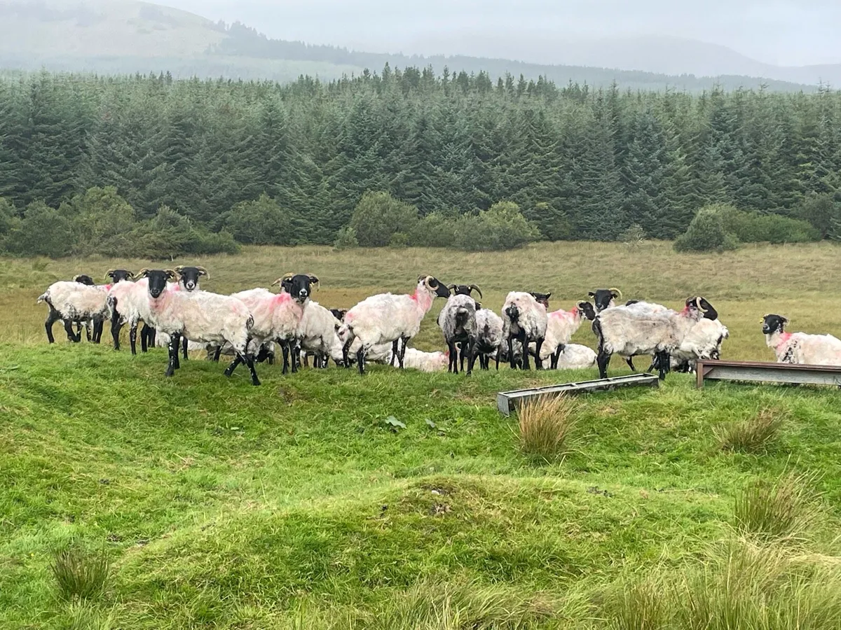 4and 5 year old ewes - Image 3