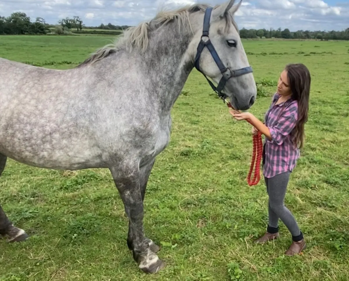 7yo Irish Draught x ISH Mare (2018) - Image 1