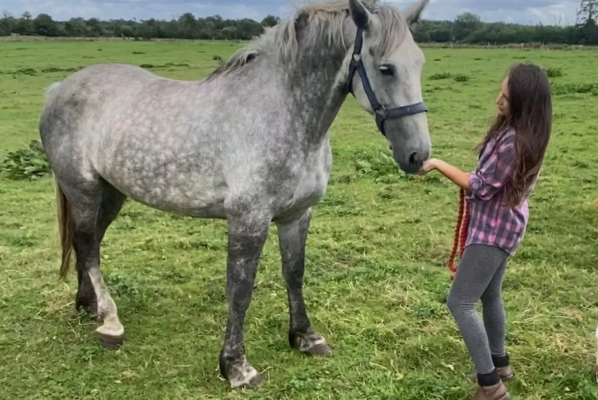 7yo Irish Draught x ISH Mare (2018) - Image 4
