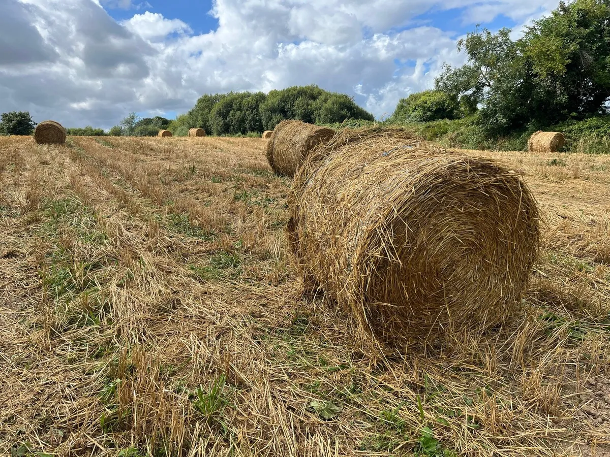 Meadow Hay and Spring Straw For Sale - Image 2