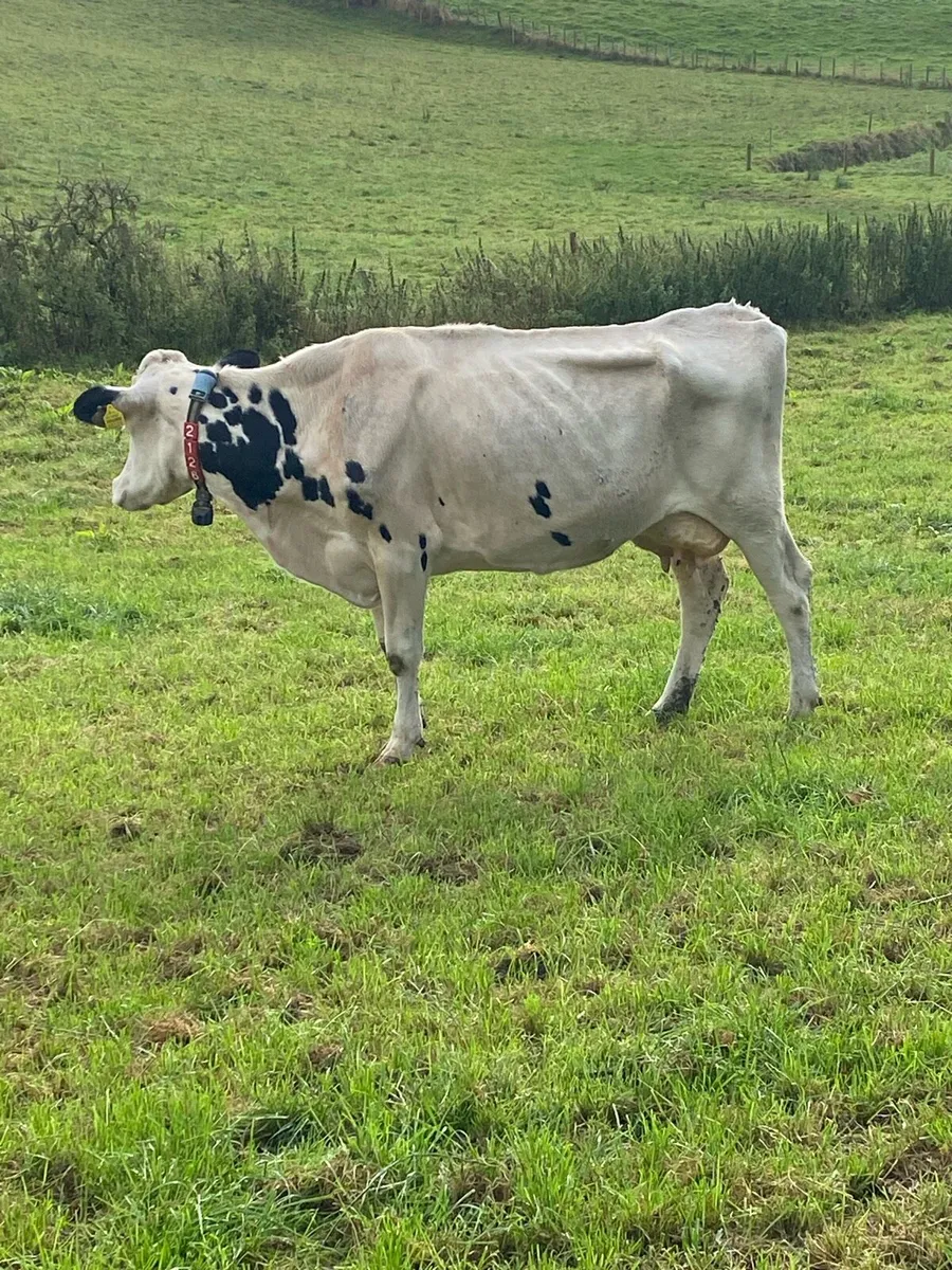 Cow in milk - Image 1