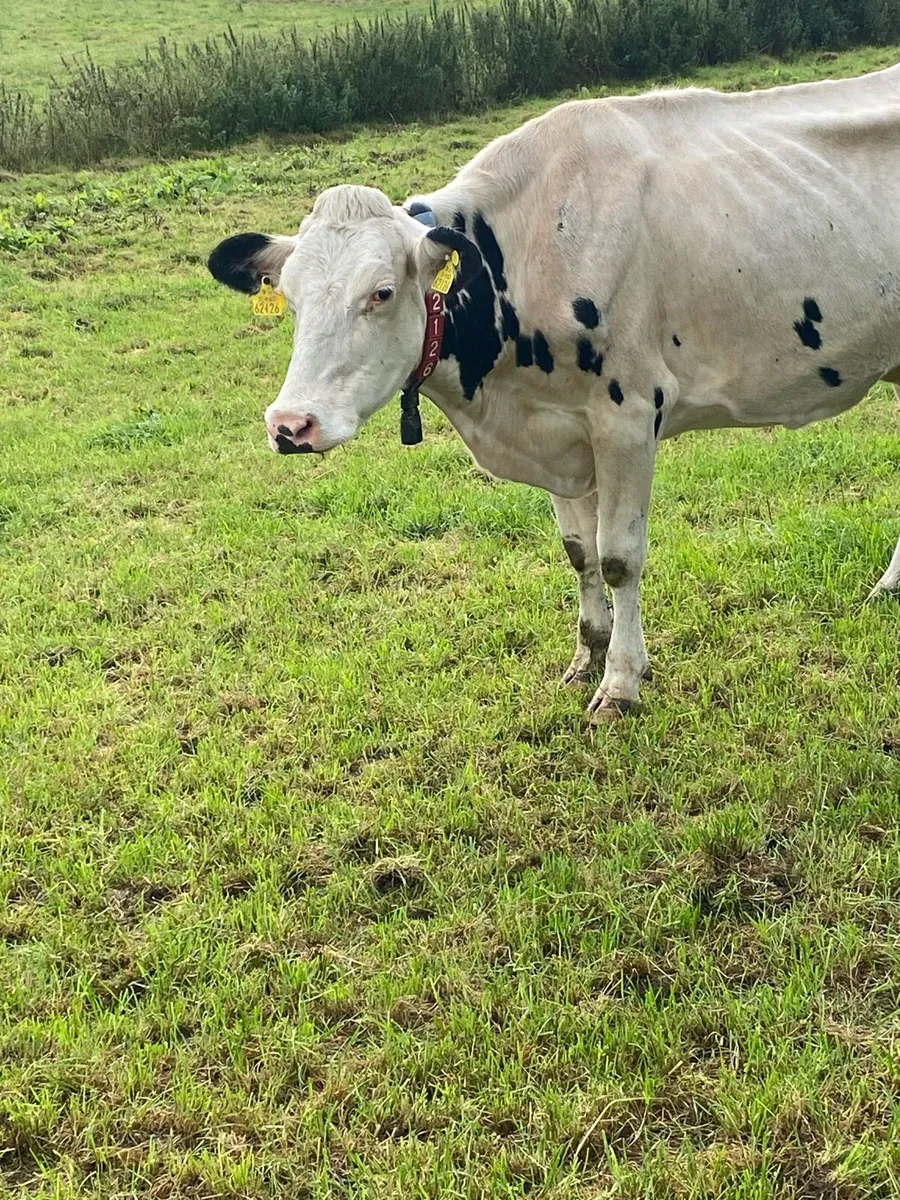 Cow in milk - Image 2