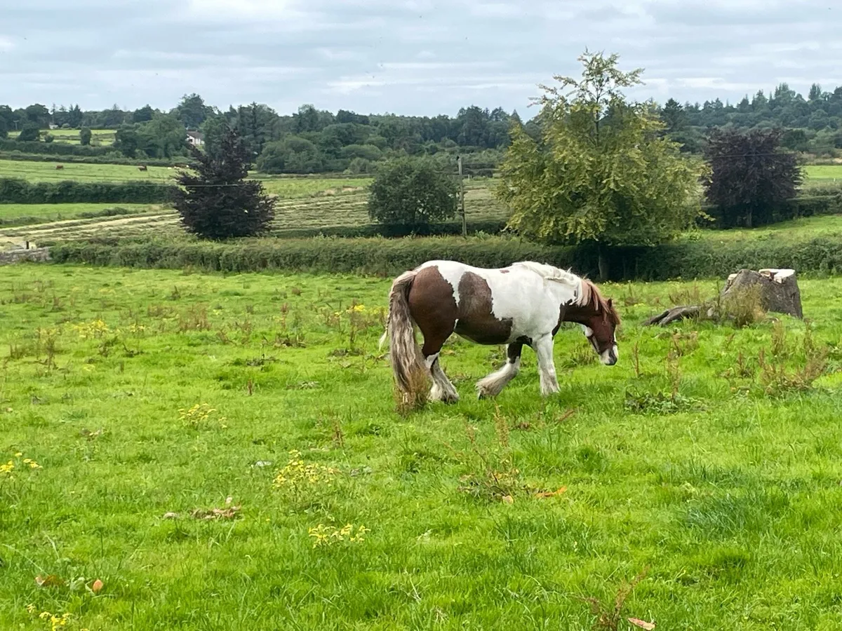 Cob pony - Image 2