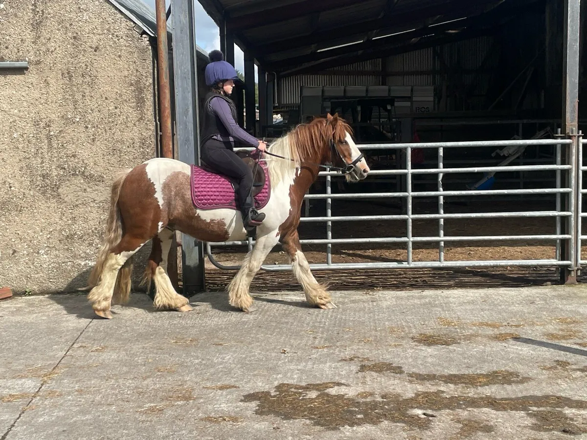 Cob pony - Image 4