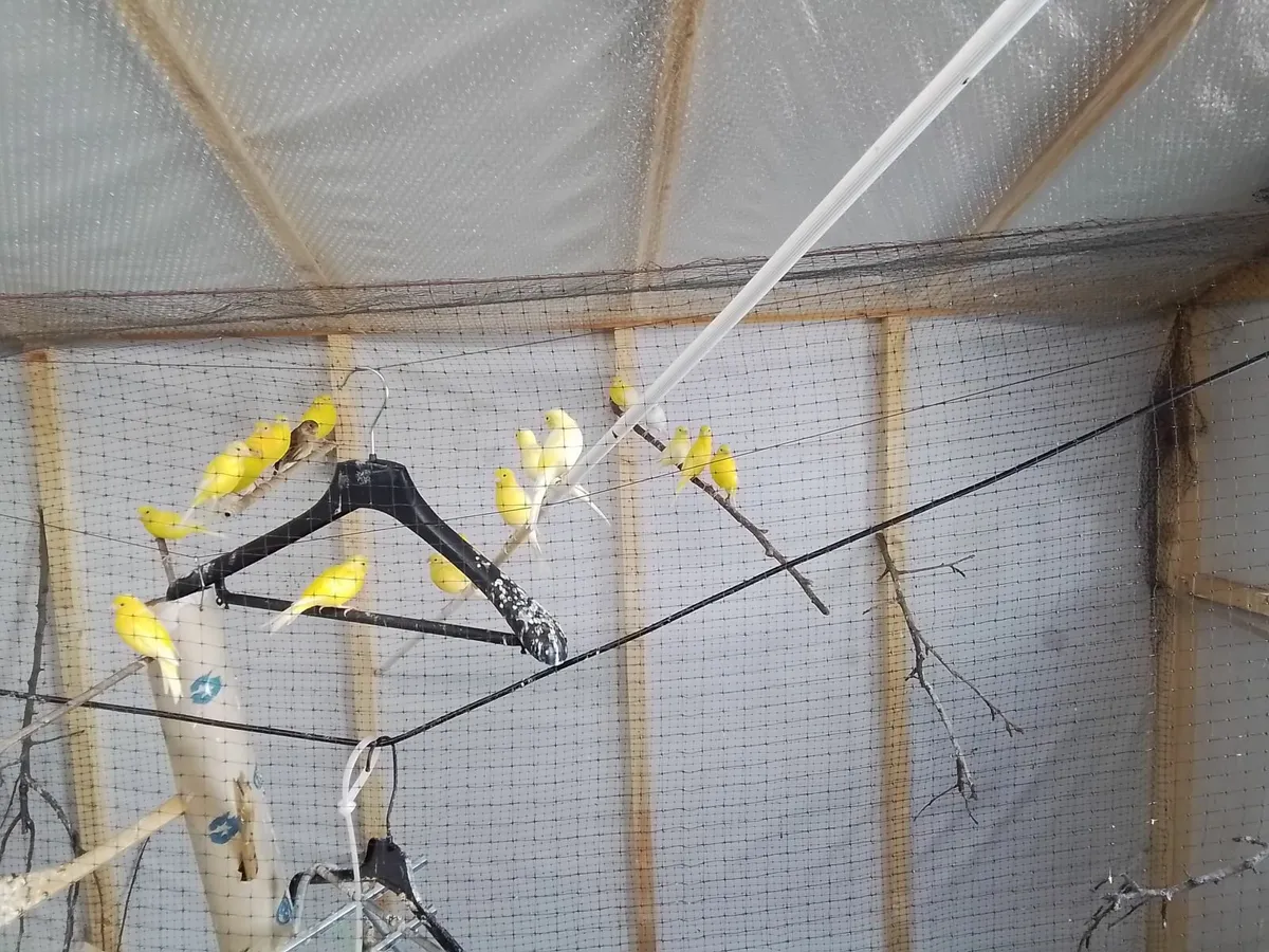 Canaries-for-sale - Image 3