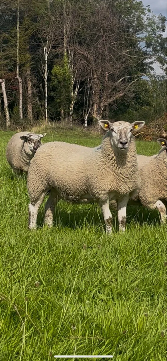 Ewe Lambs - Image 1