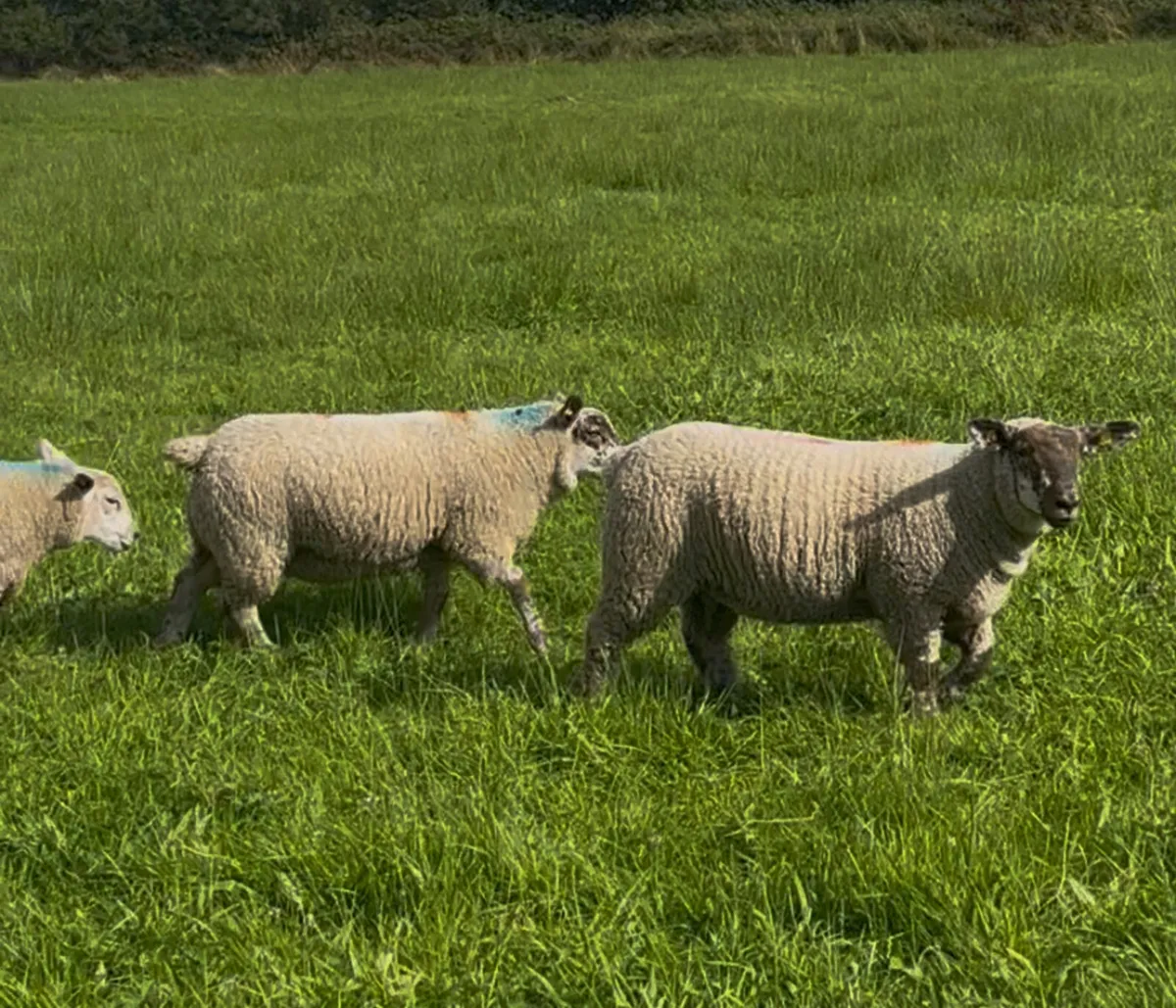 Ewe Lambs - Image 2