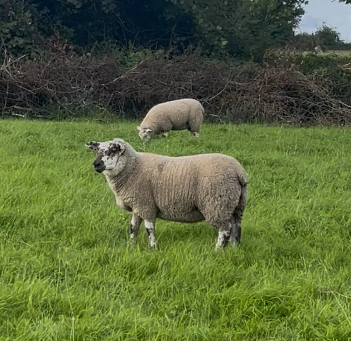 Ewe Lambs - Image 3