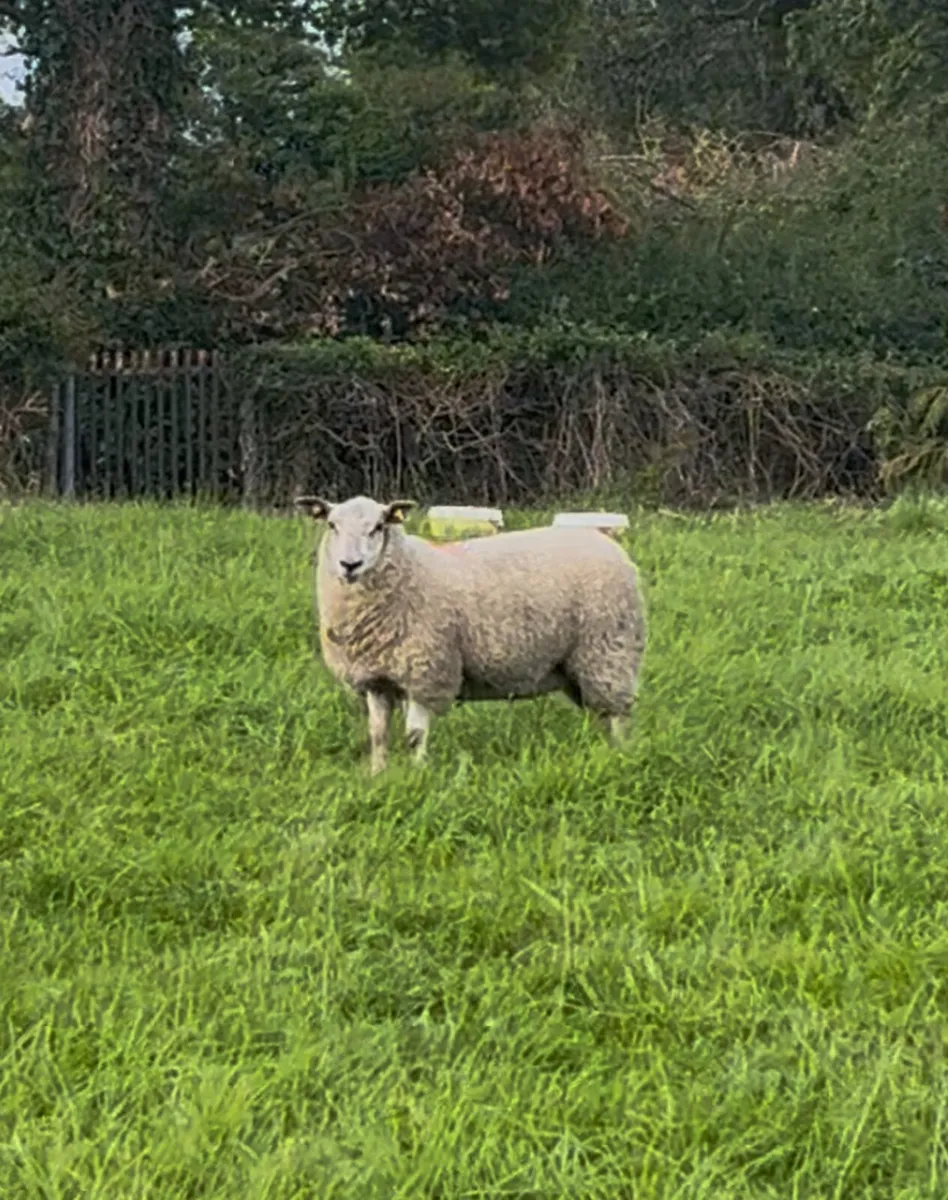Ewe Lambs - Image 4