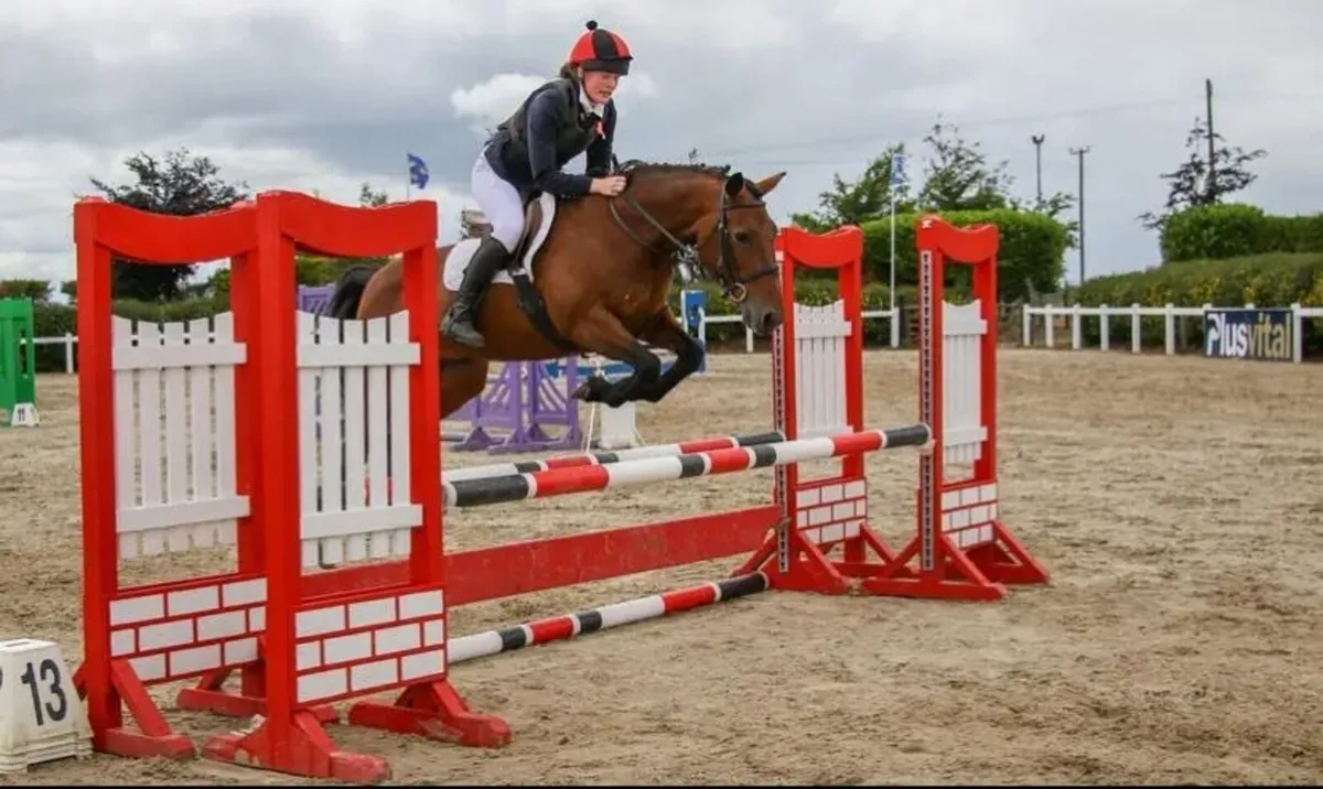 Pony club mare - Image 1