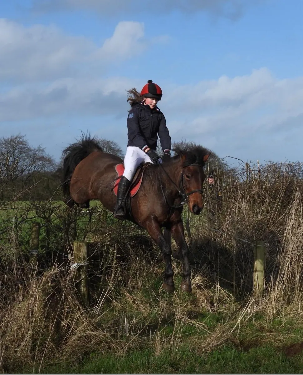 Pony club mare - Image 2