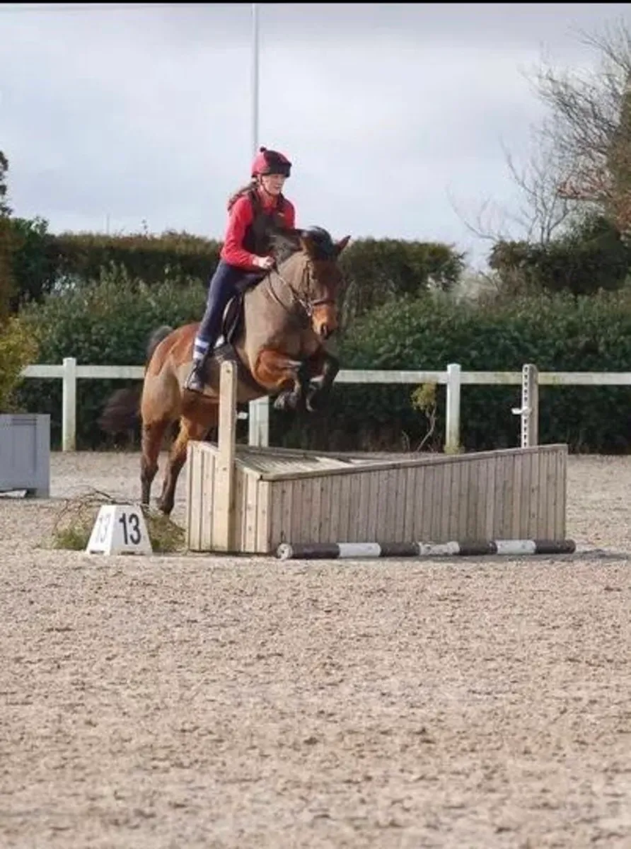 Pony club mare - Image 4