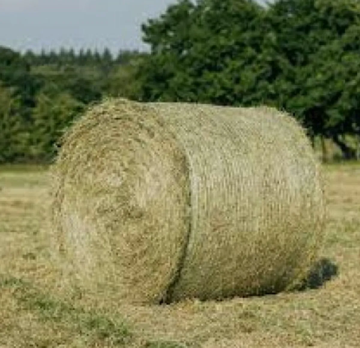 Hay bales