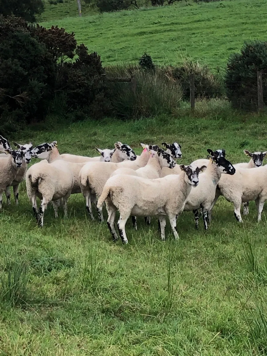 Mule hoggets - Image 1
