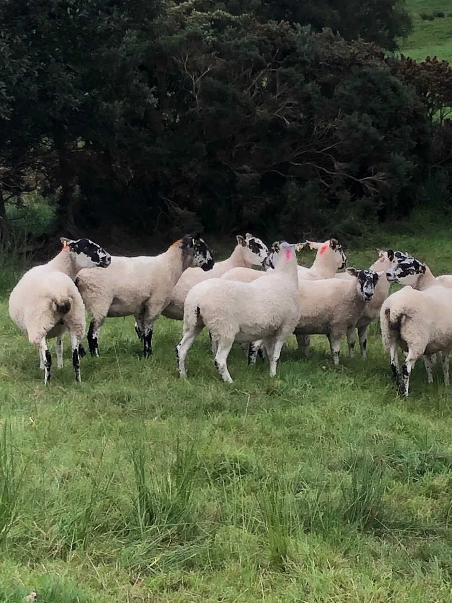 Mule hoggets - Image 2