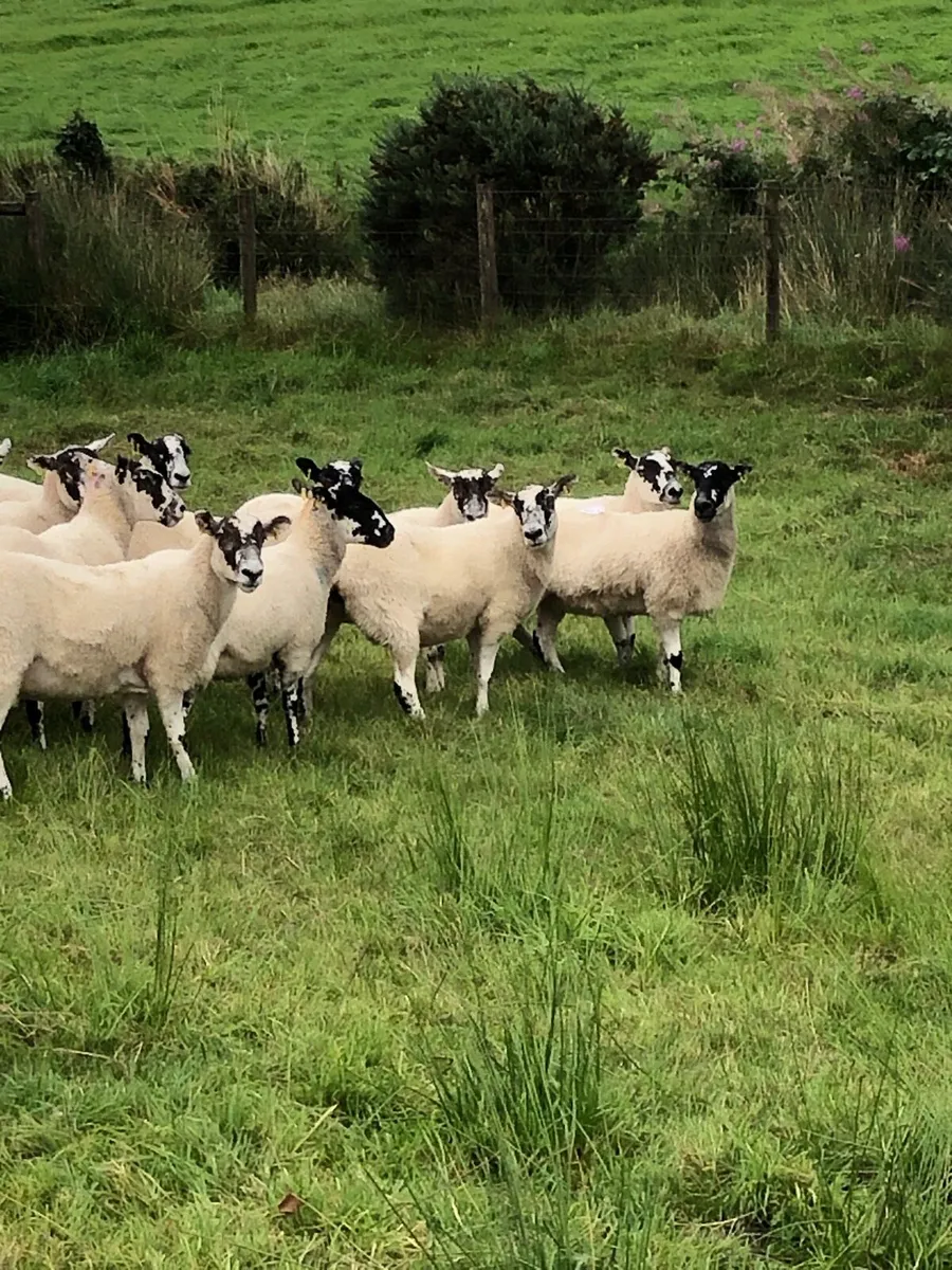 Mule hoggets - Image 3