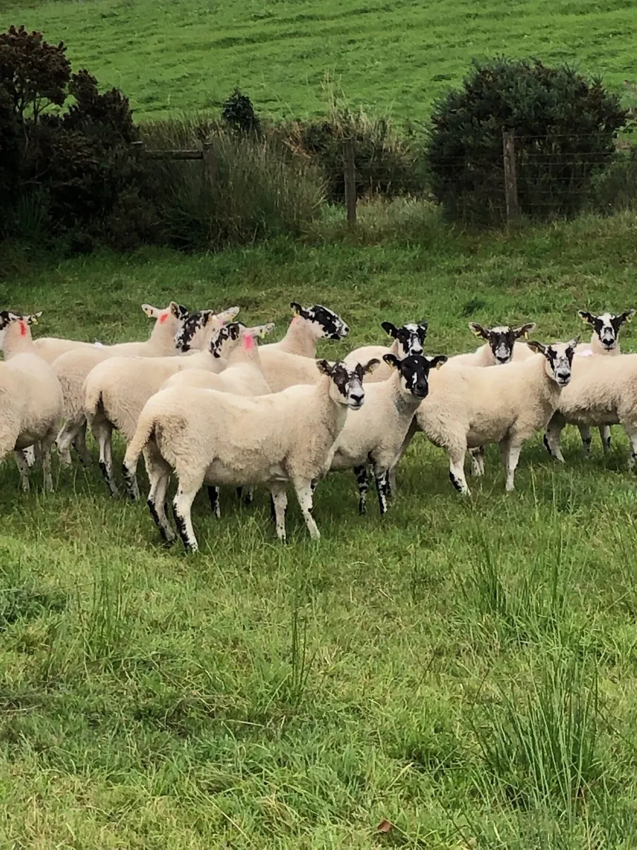 Mule hoggets - Image 4