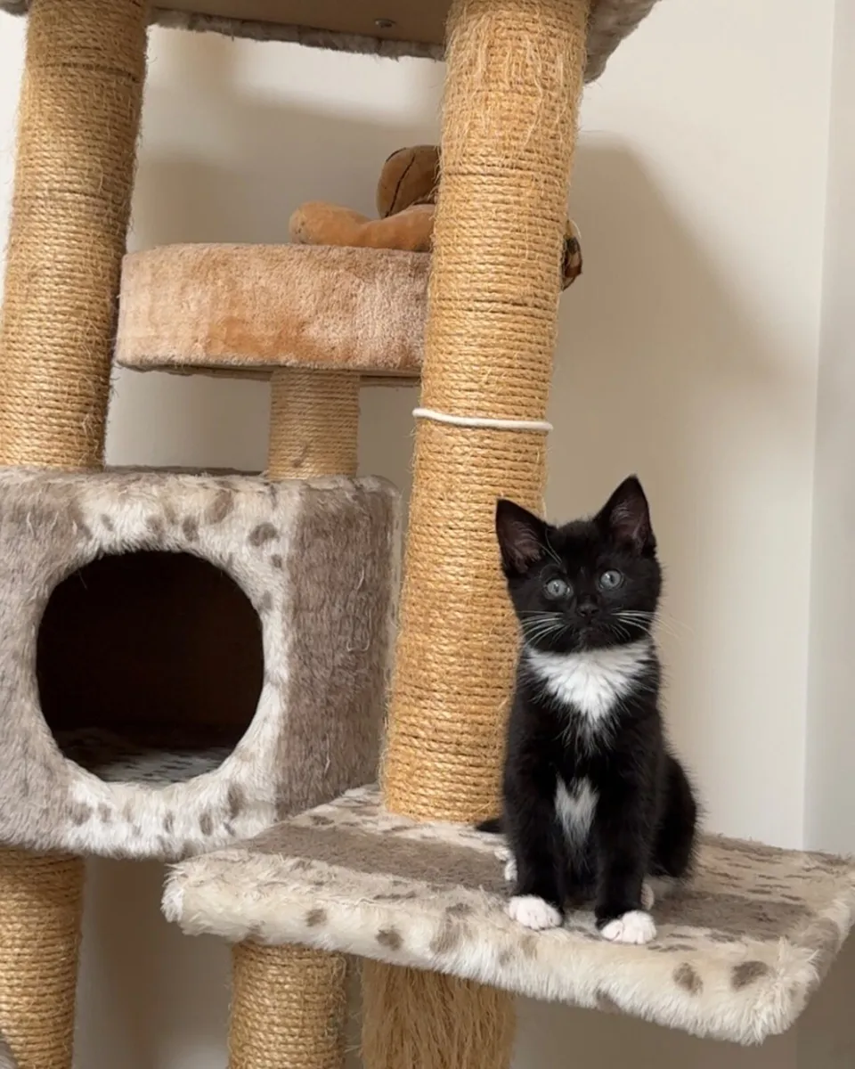 Kitten - Image 1