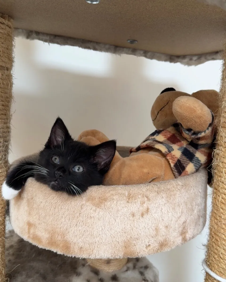 Kitten - Image 2