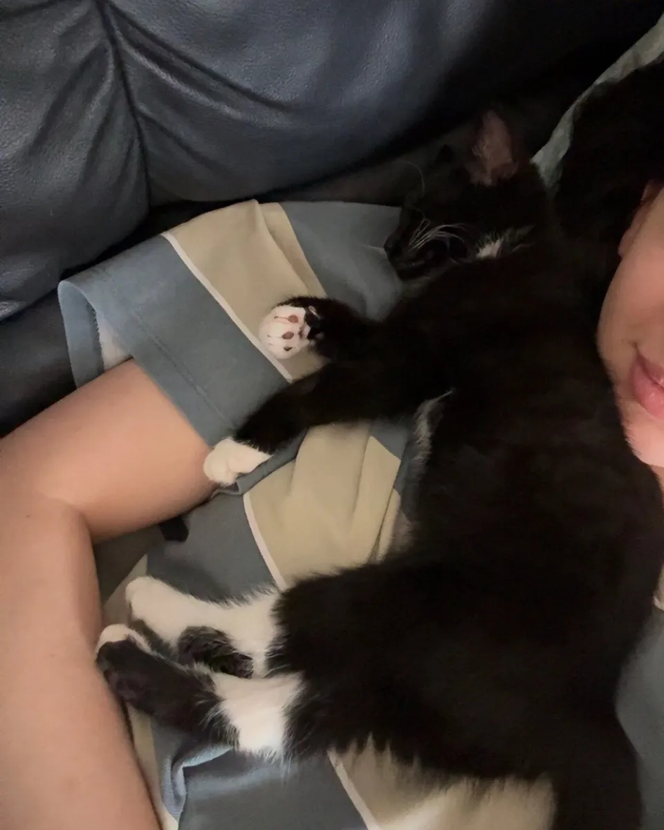 Kitten - Image 3