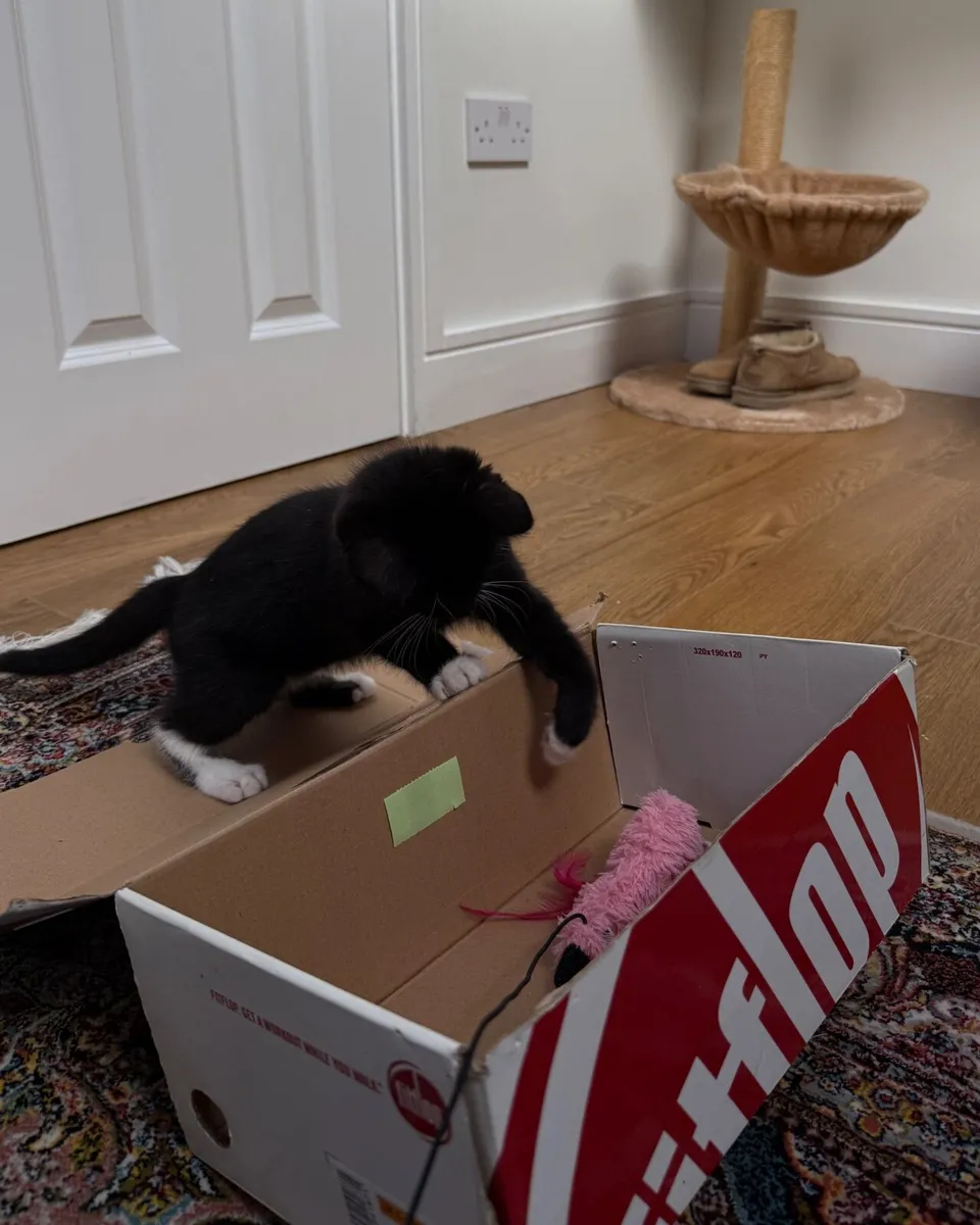 Kitten - Image 4