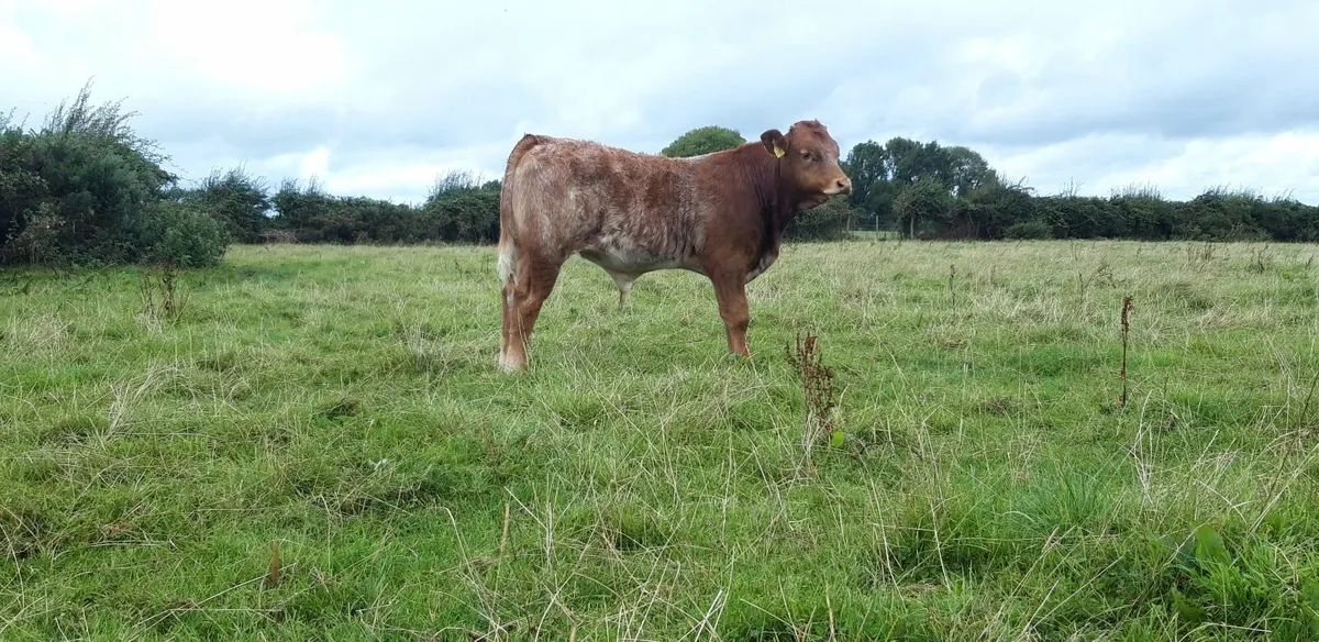 8 Super Limousin Bull Weanlings - Image 3