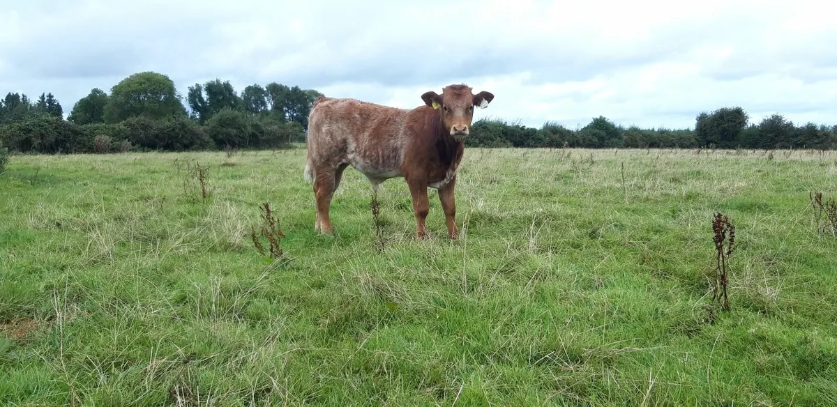 8 Super Limousin Bull Weanlings - Image 1