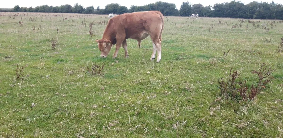 8 Super Limousin Bull Weanlings - Image 4