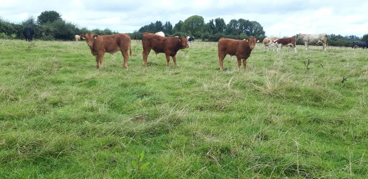 8 Super Limousin Bull Weanlings - Image 2
