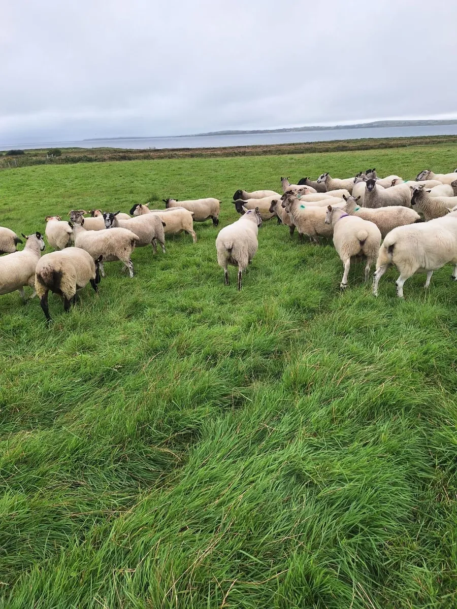 Ewes for Sale - Image 1