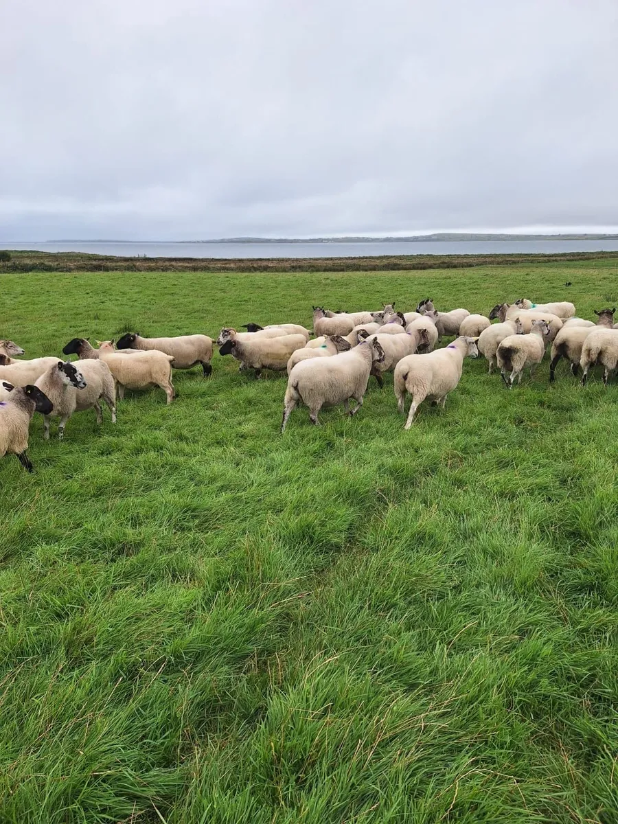 Ewes for Sale - Image 2