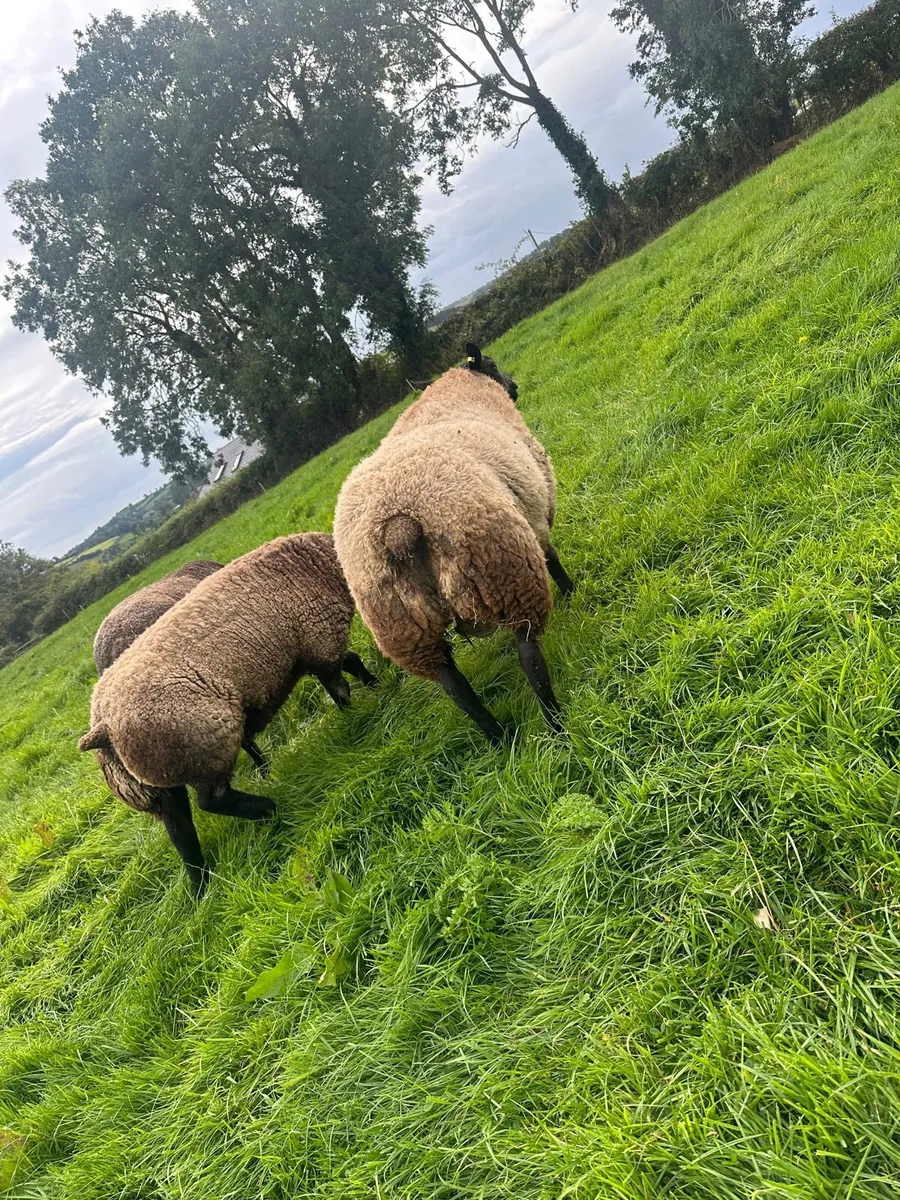 Blue texel ram lambs - Image 3
