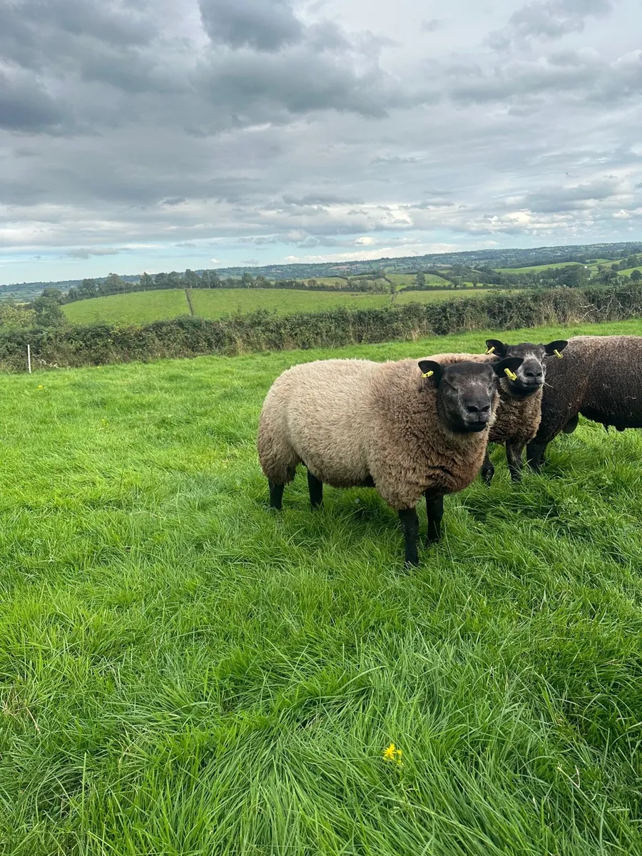 Blue texel ram lambs - Image 4