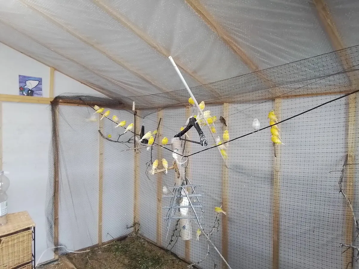 Canaries-for-sale - Image 1