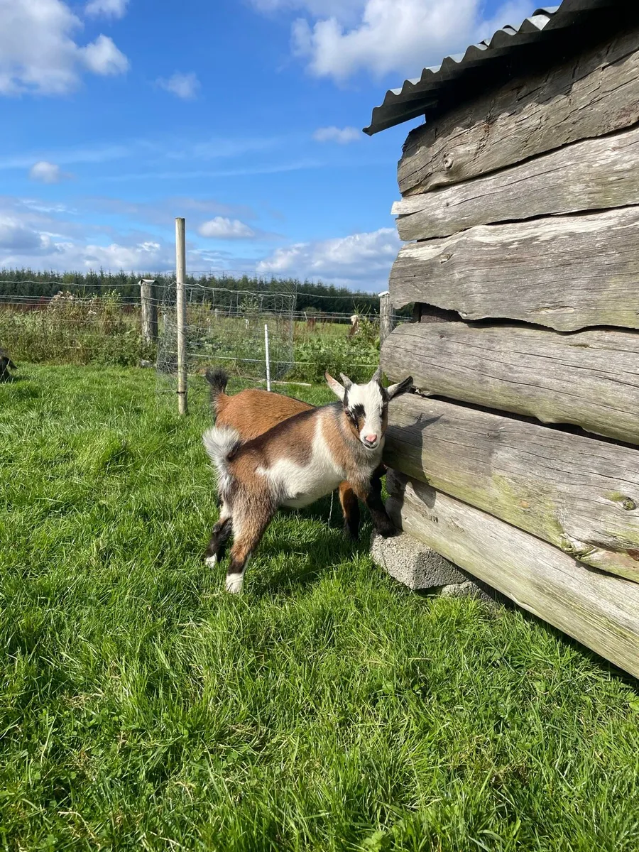 Pygmy Goats - Image 1