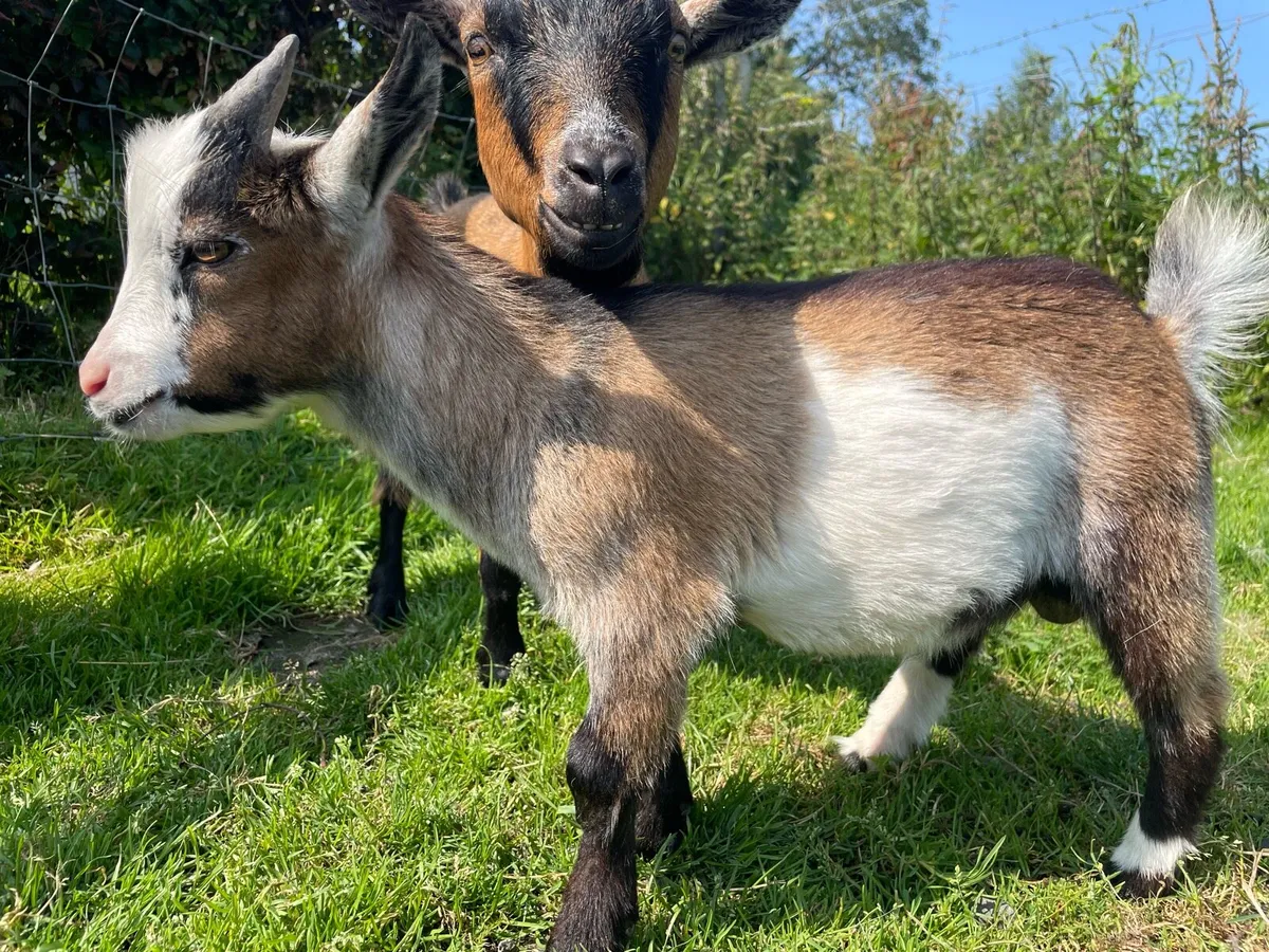 Pygmy Goats - Image 2