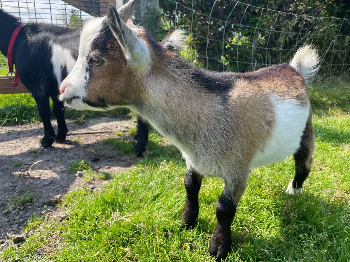 Pygmy Goats - Image 3