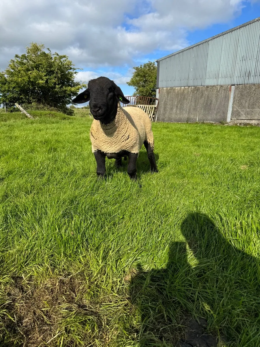 Pedigree Suffolk Hogget SIS Approved - Image 1