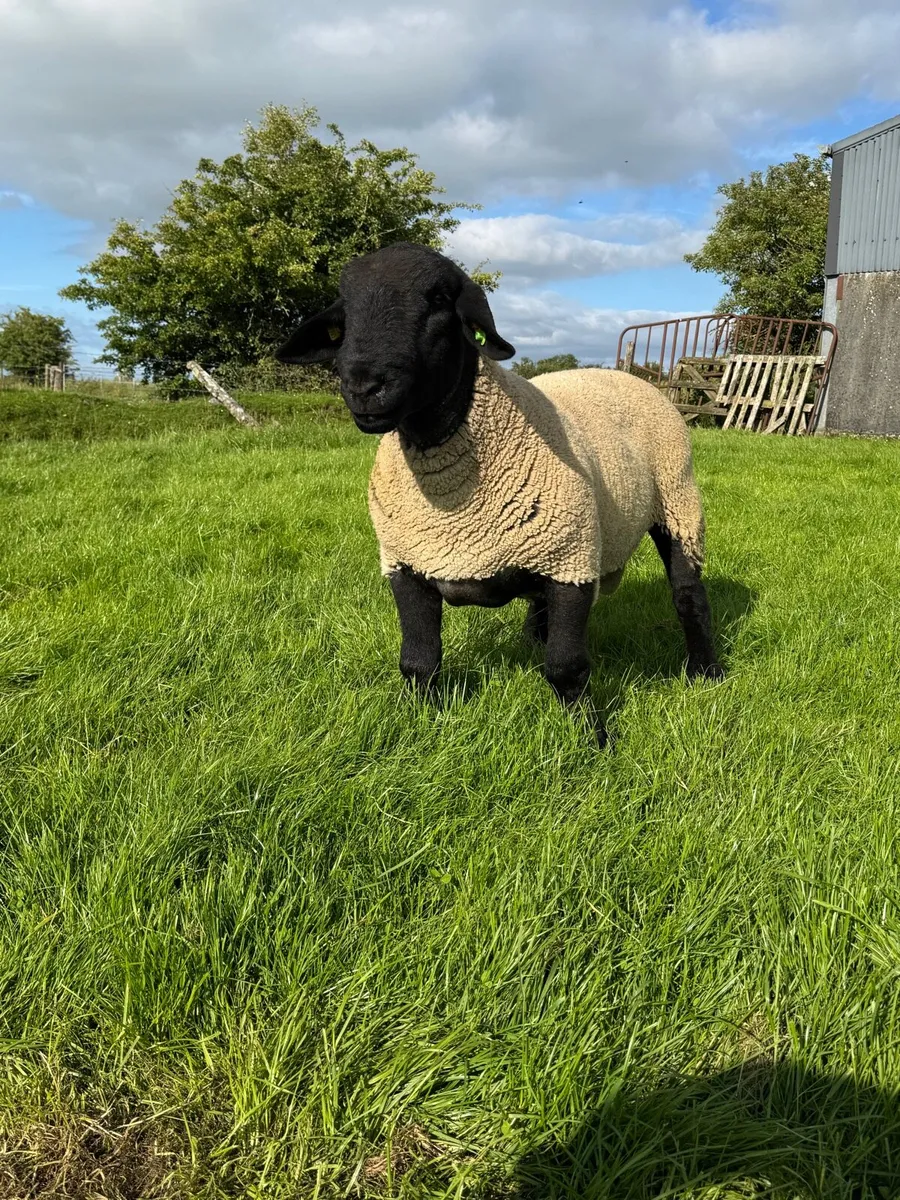 Pedigree Suffolk Hogget SIS Approved - Image 2