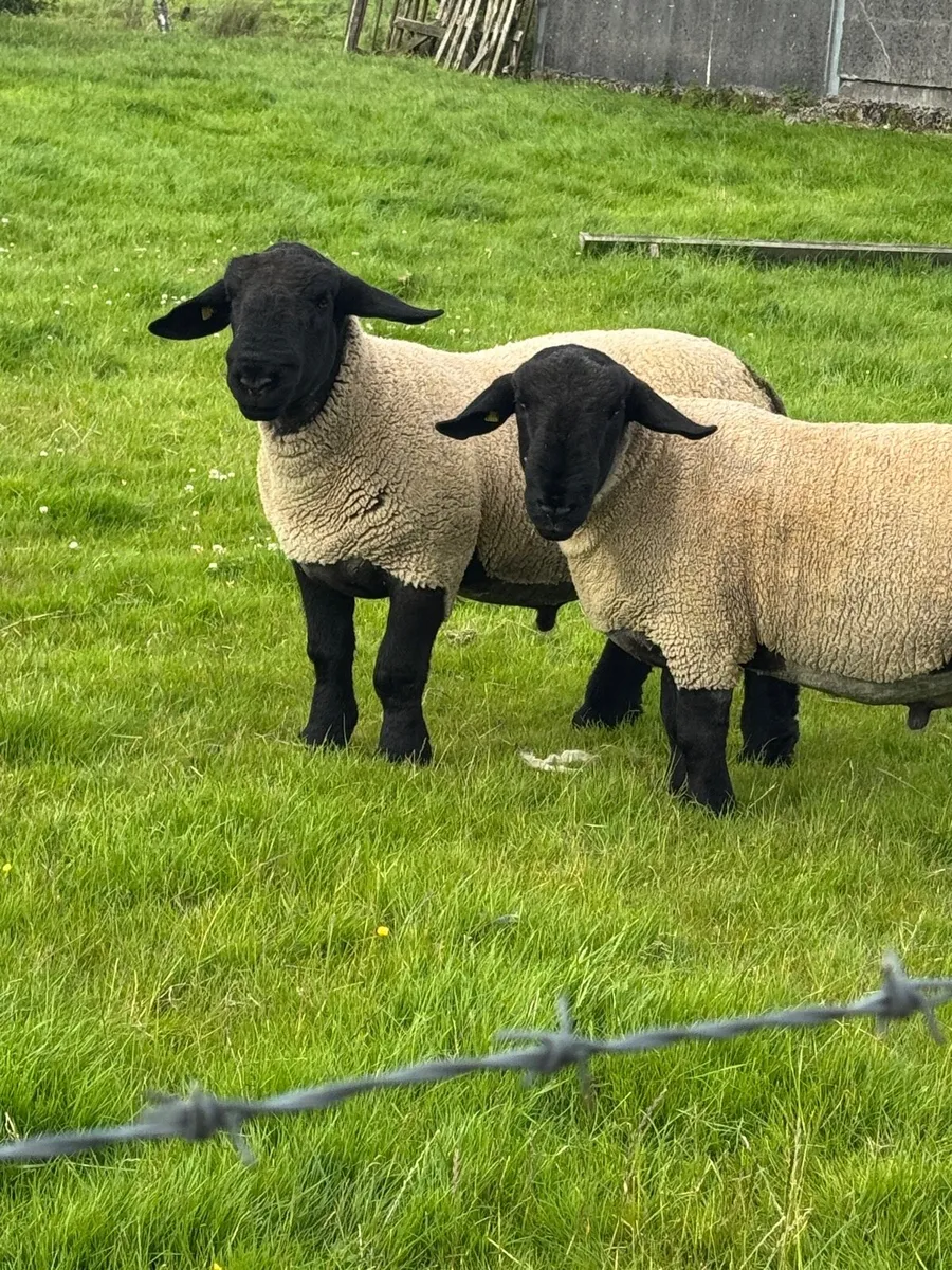 Pedigree Suffolk Hogget SIS Approved - Image 3