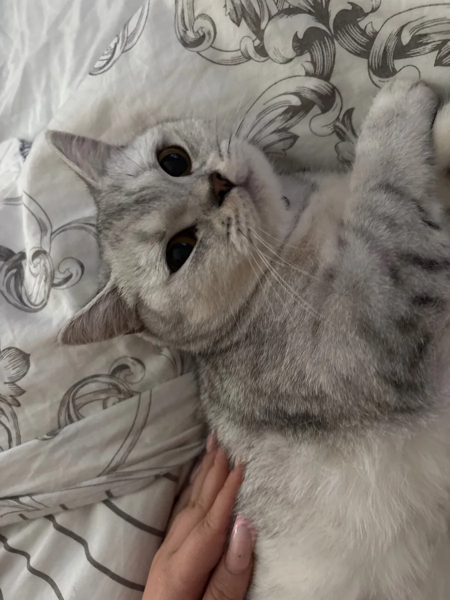 British Shorthair Cat - Image 1