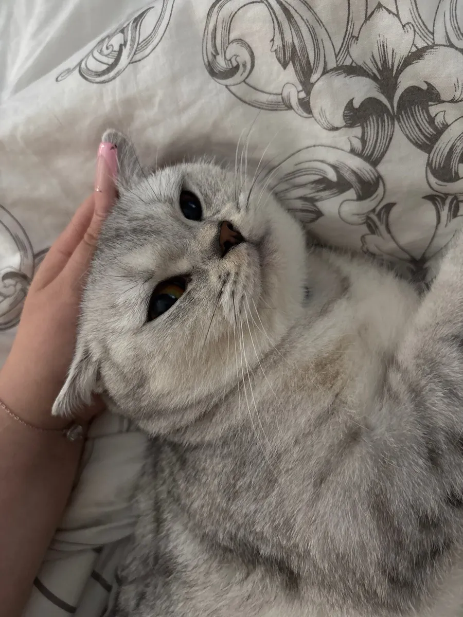 British Shorthair Cat - Image 2