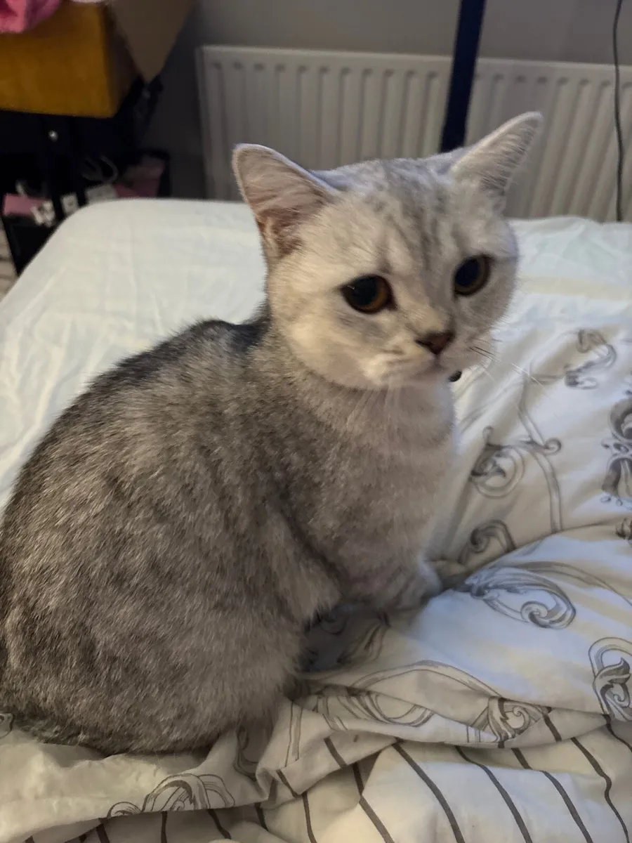 British Shorthair Cat - Image 3