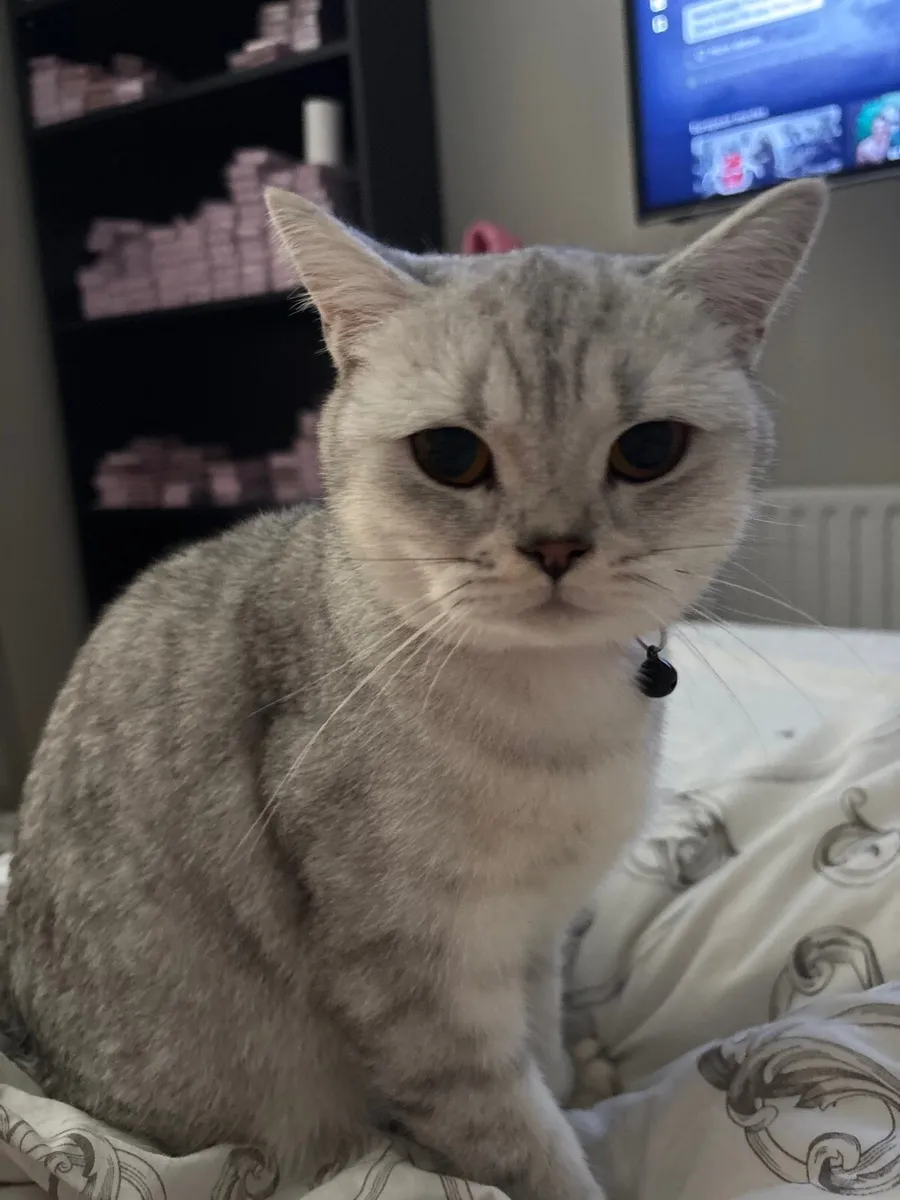 British Shorthair Cat - Image 4