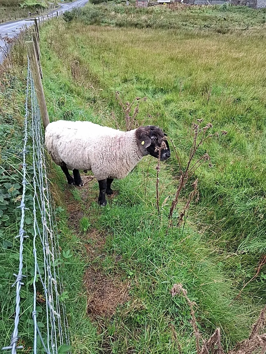 Ram - Image 2