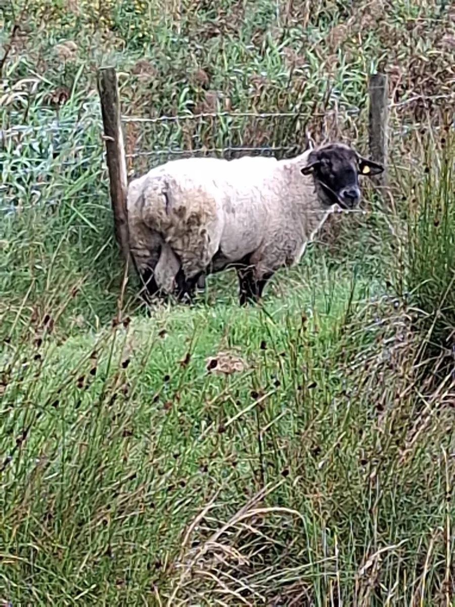 Ram - Image 4