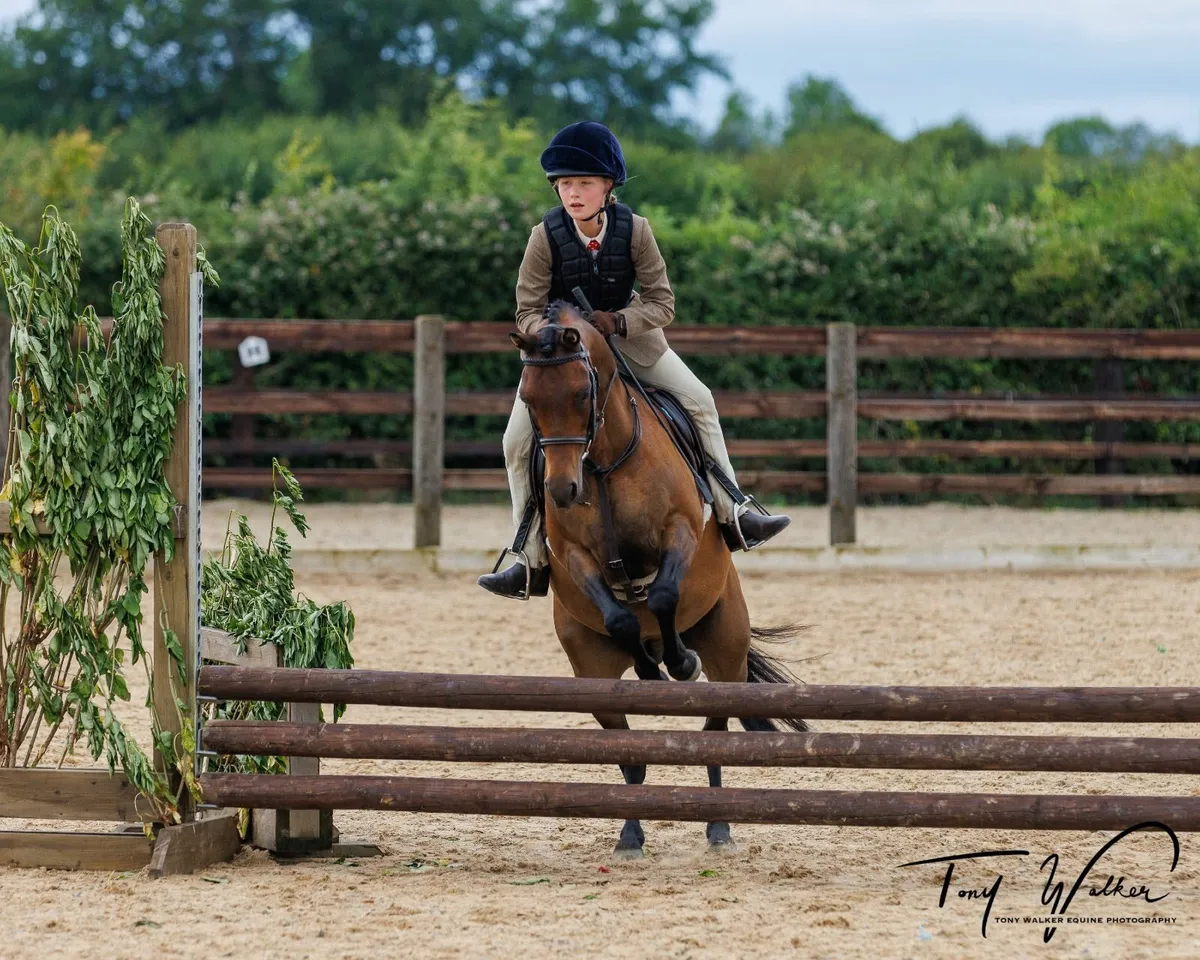 12hh top quality British riding pony - Image 1
