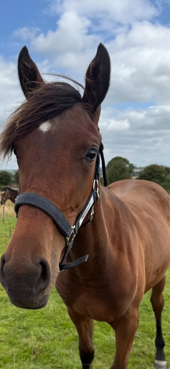 Bay Yearling Filly - Image 2