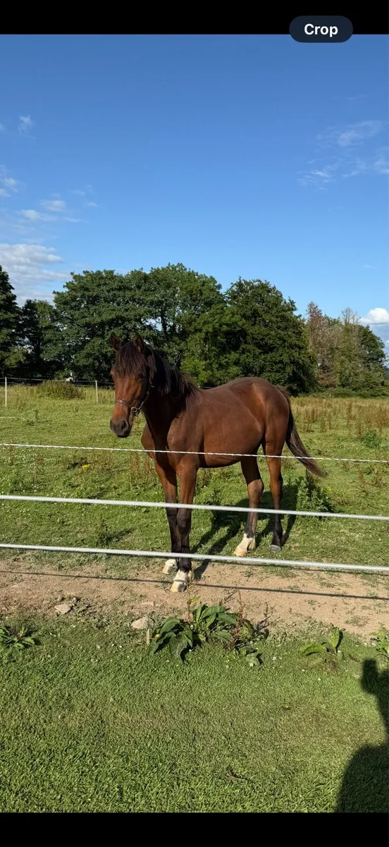 Bay Yearling Filly - Image 3